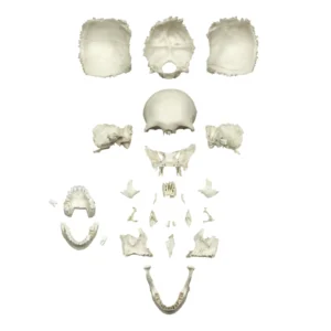 Replica Human Medical Study Skull