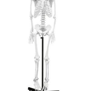 Replica Human Skeleton Full Size (66")