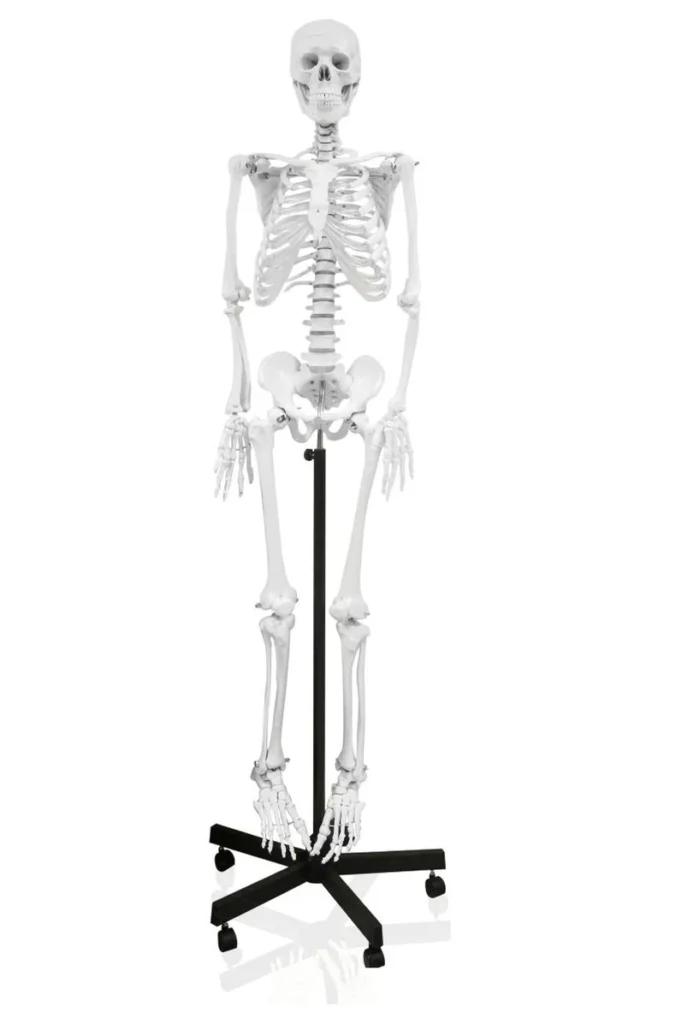 Replica Human Skeleton Full Size (66")