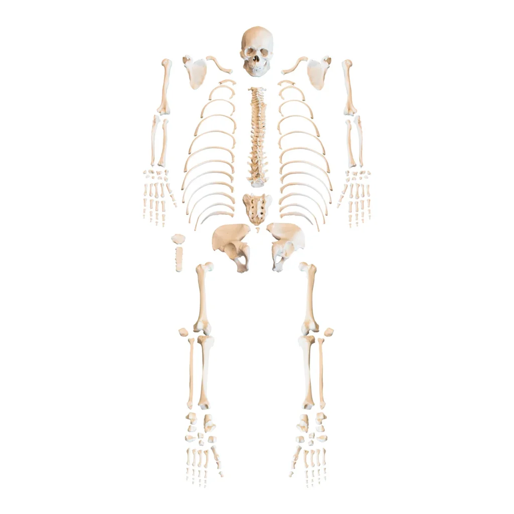 Replica Human Skeleton - Robust Asian Male : contact the bones vault