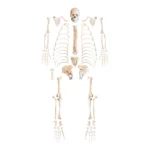 Replica Human Skeleton - Robust Asian Male : contact the bones vault