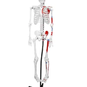 Replica Human Skeleton With Muscles Hanging Full Size - (66")
