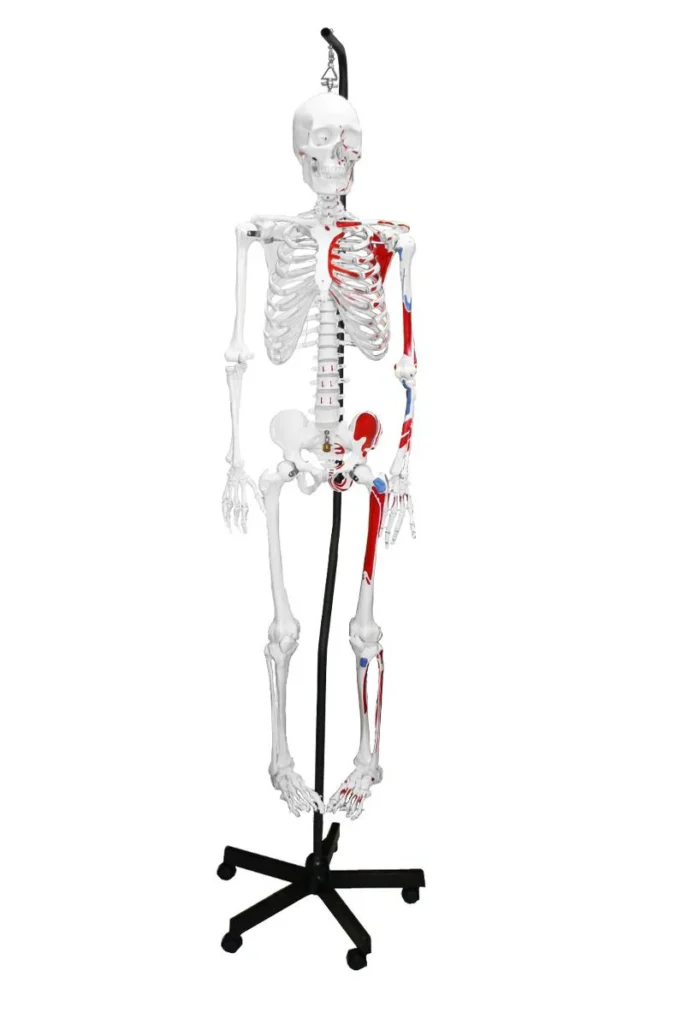 Replica Human Skeleton With Muscles Hanging Full Size - (66")