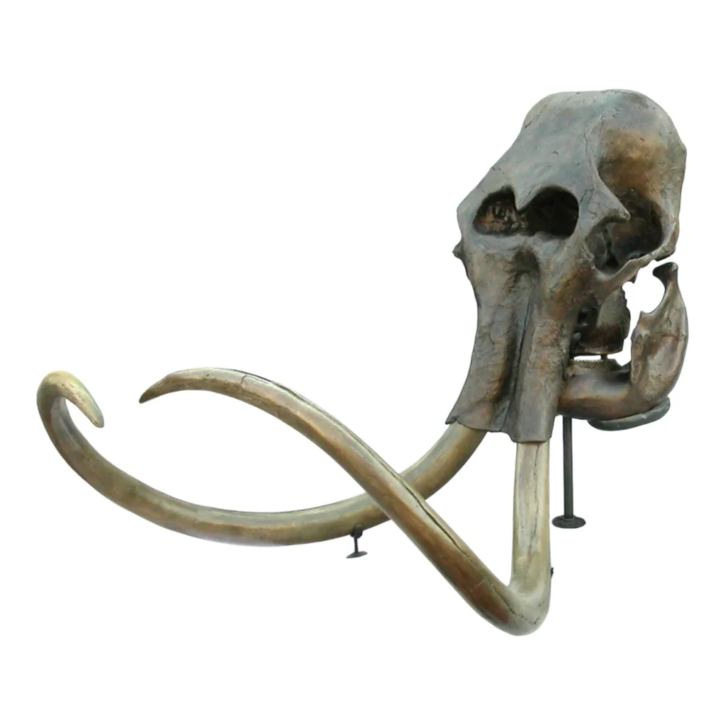 Mammoth Skull
