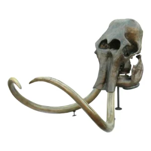 Woolly Mammoth Skull