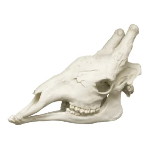 buy Giraffe Skull