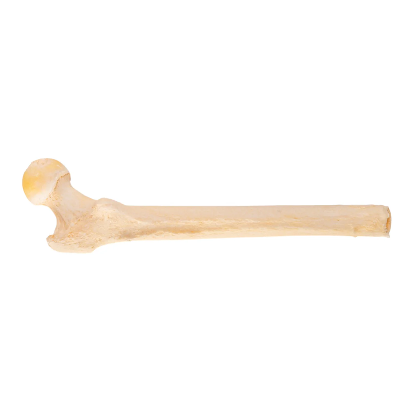 Human skeleton for sale