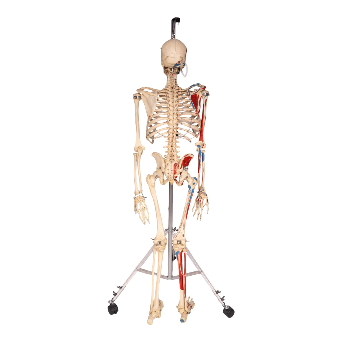 human bones for sale