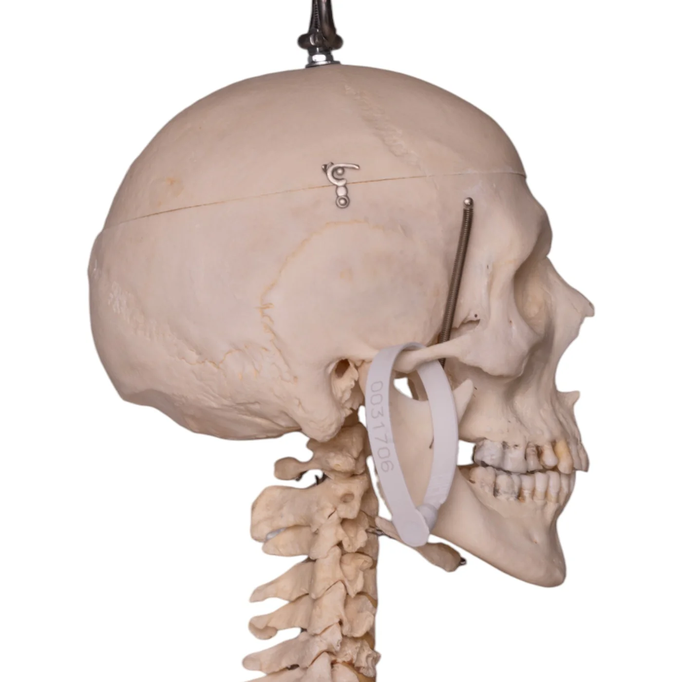 Buy human skull