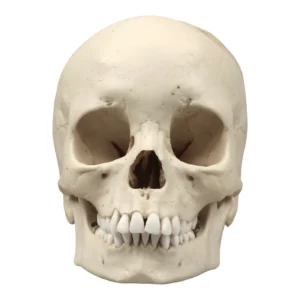 replica human bones for sale