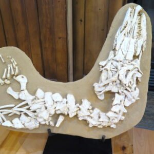 dinosaur skeletons for sale