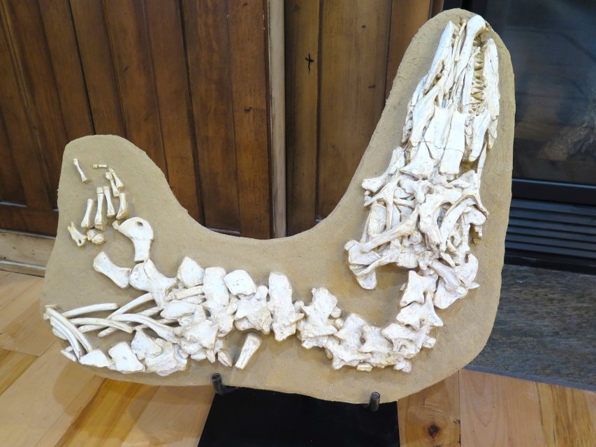 dinosaur skeletons for sale