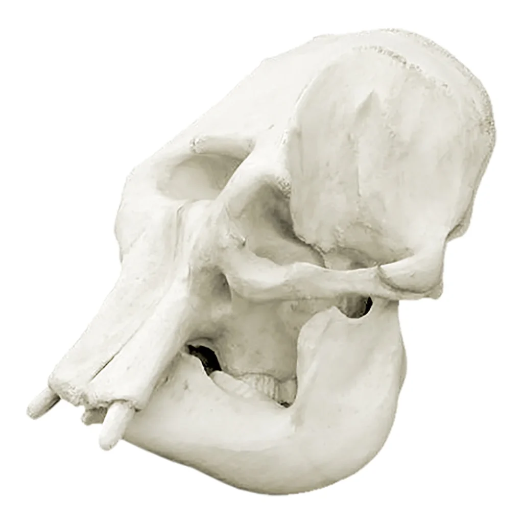 Asian elephant skull for sale