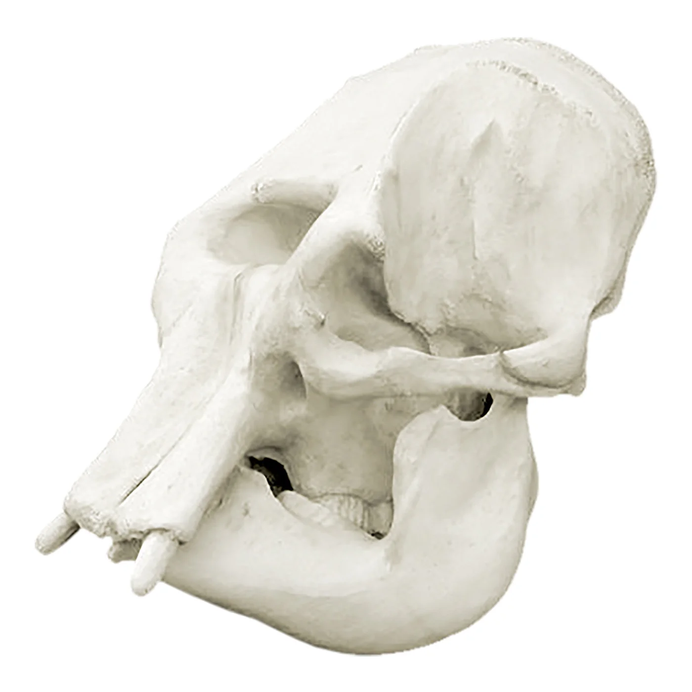 Asian elephant skull for sale
