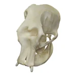 Asian elephant skull for sale