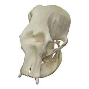 Asian elephant skull for sale