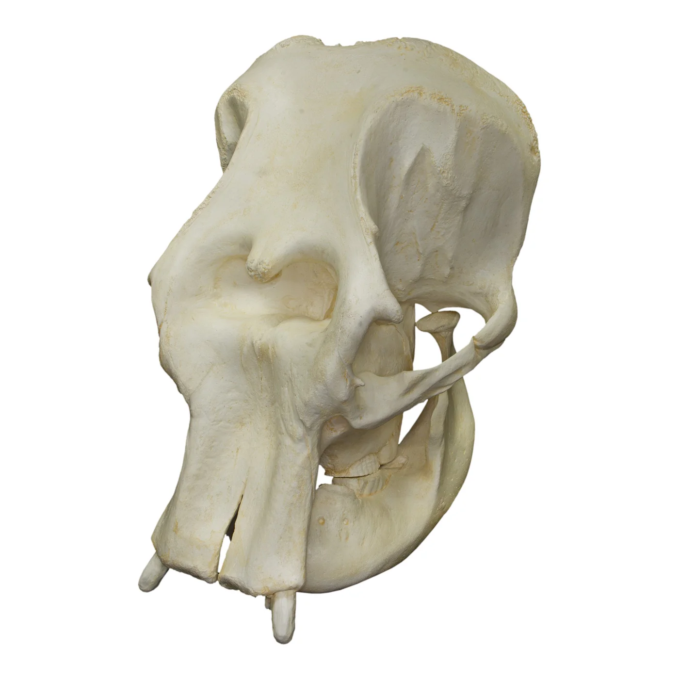 Asian elephant skull for sale