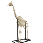 giraffe bone for sale