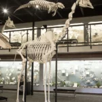 giraffe bone for sale