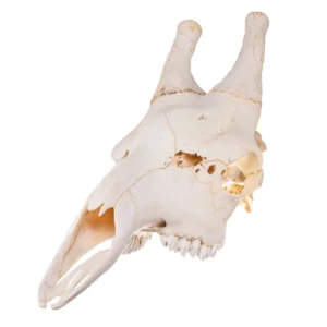 giraffe skull