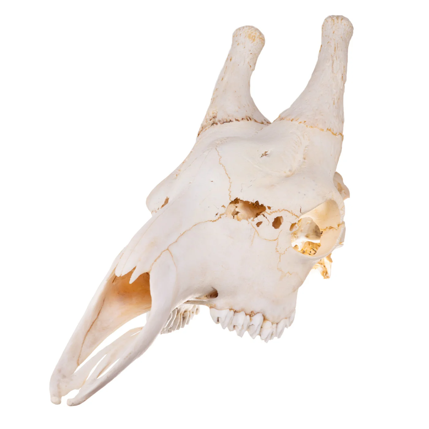 giraffe skull