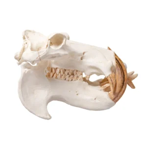 Hippopotamus Skull for sale