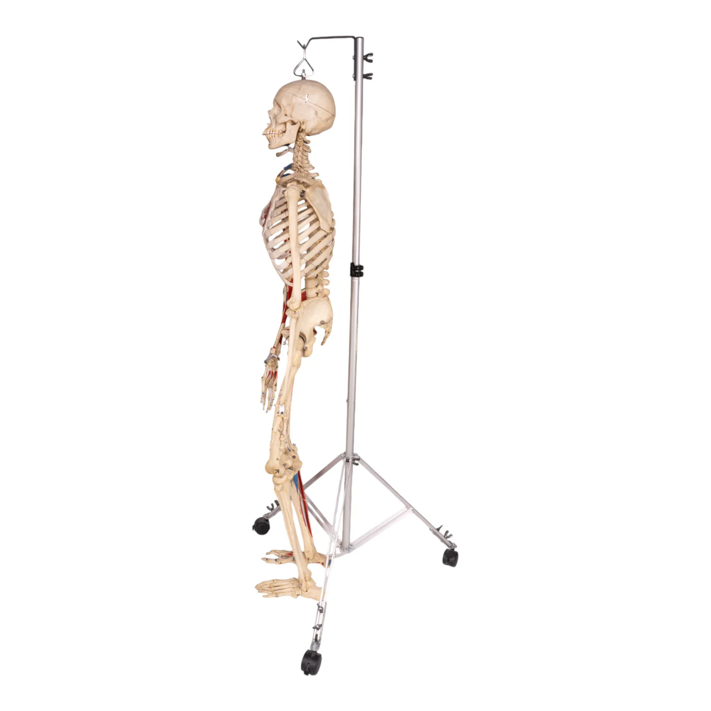 human bones for sale