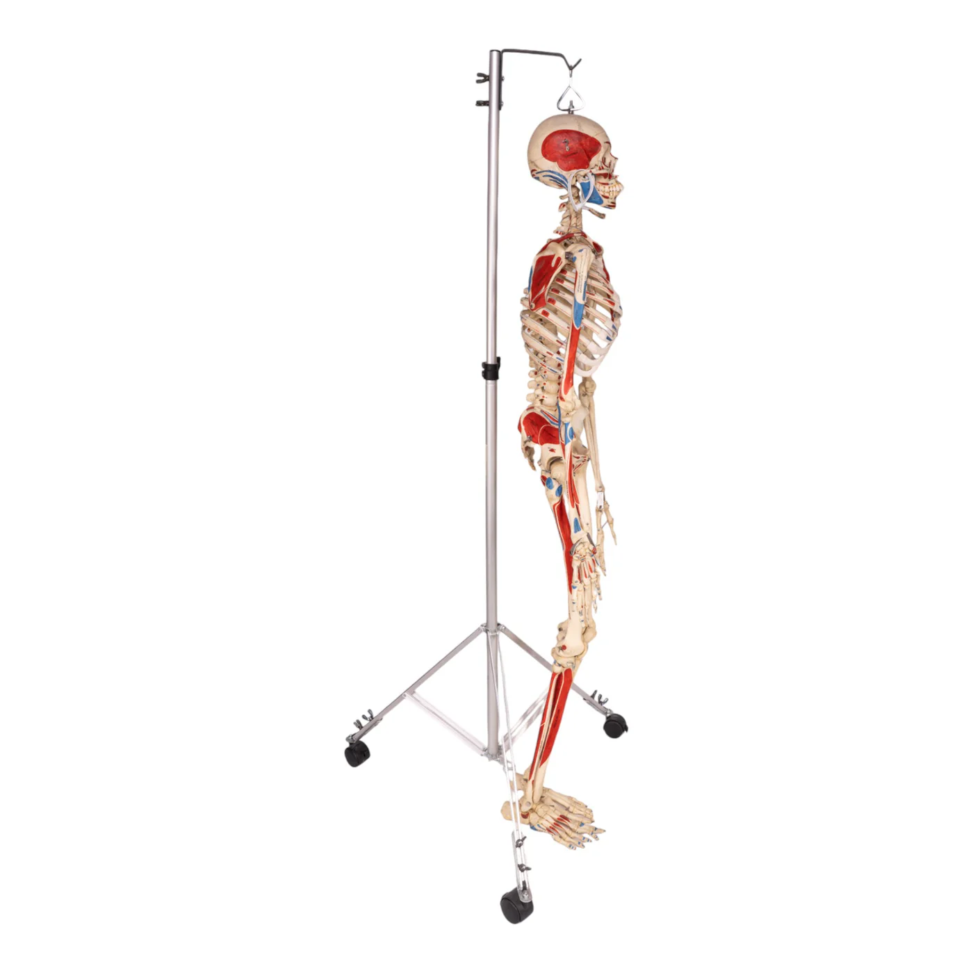 human bones for sale