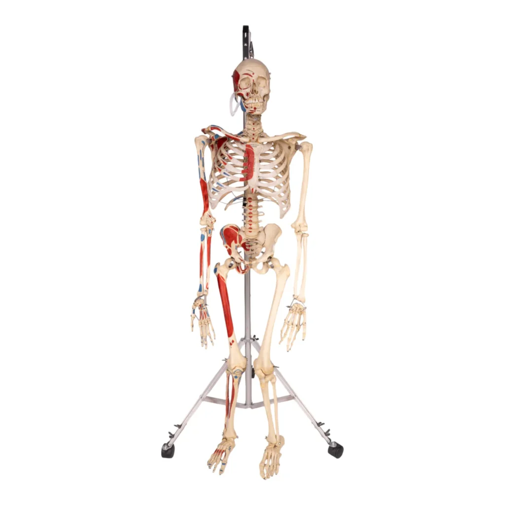human bones for sale