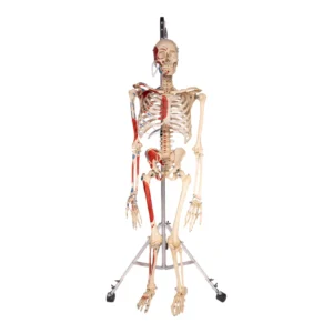 human bones for sale