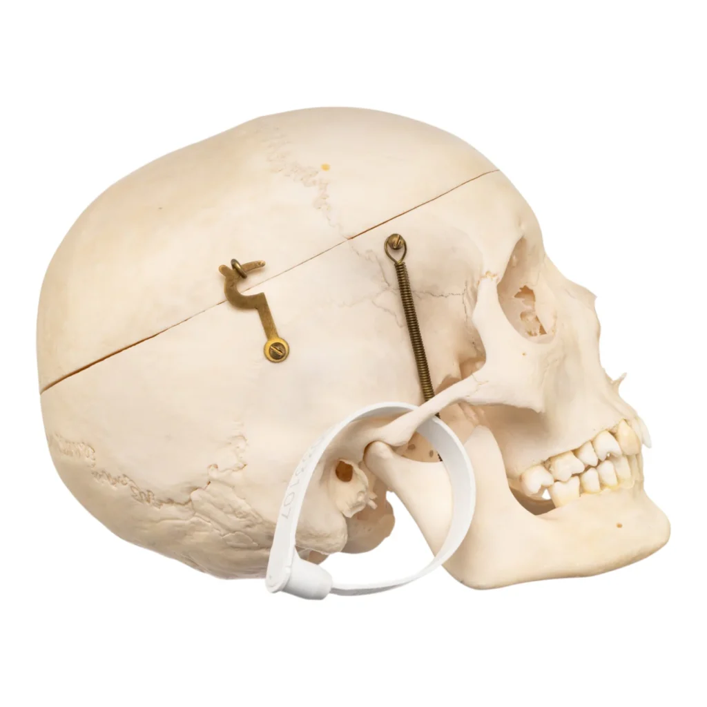 human skull for sale