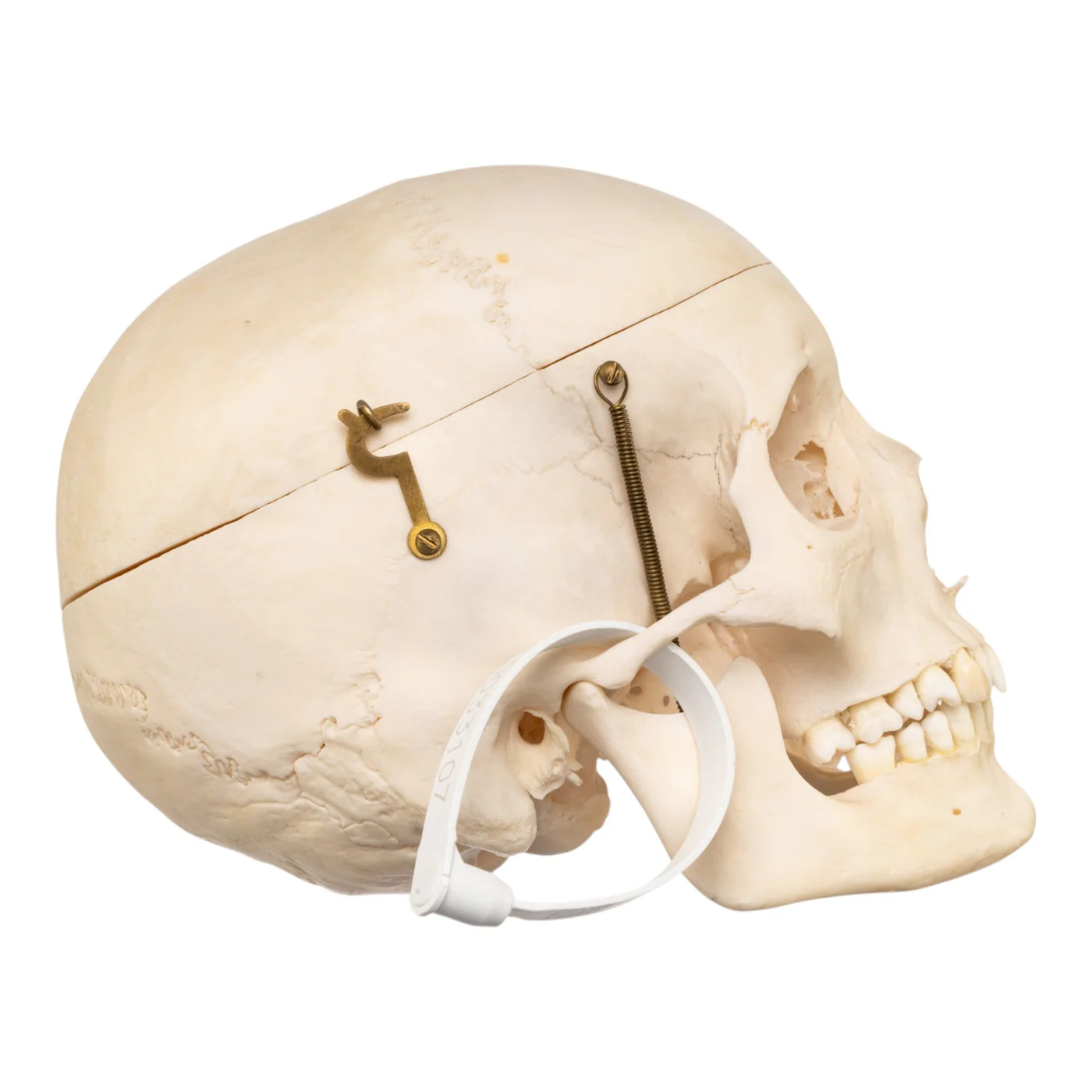 human skull for sale