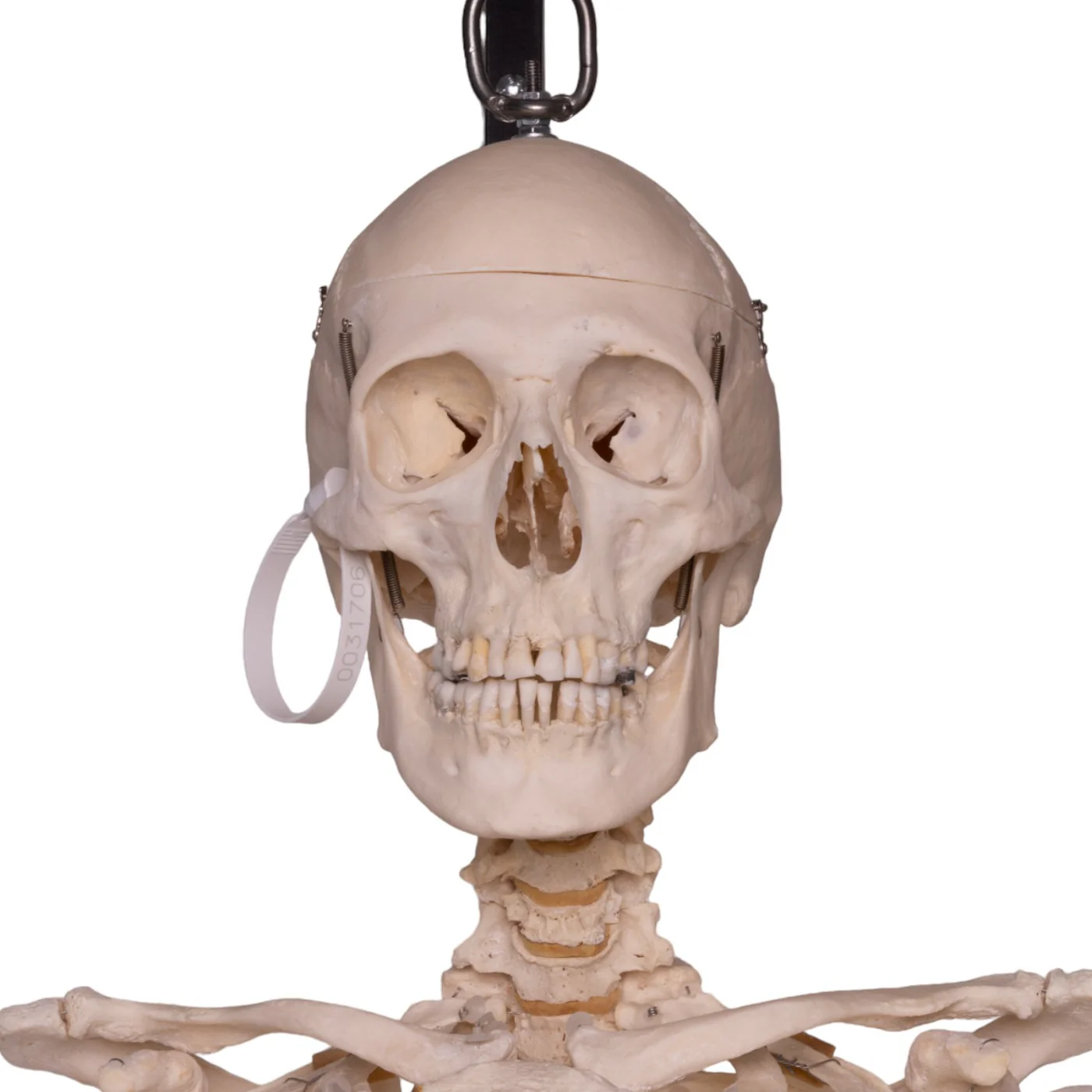Real skull for sale