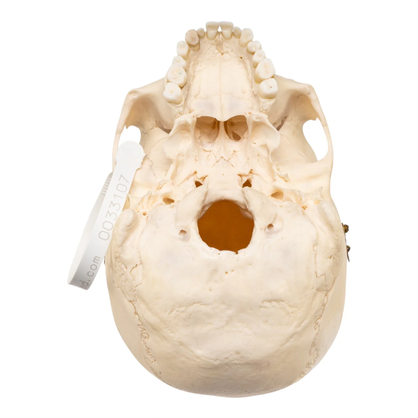 human skulls for sale