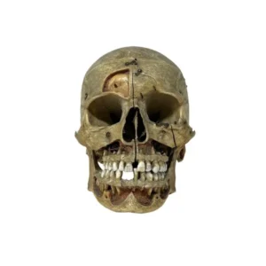 buy human skull