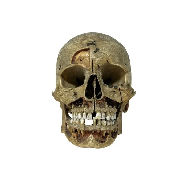 buy human skull