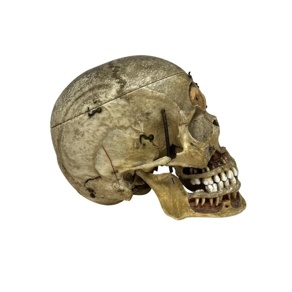 Buy human skull