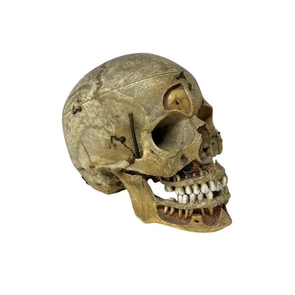 REAL HUMAN SKULL| THE COMPLETE UNCUT CRANIUM - Image 3