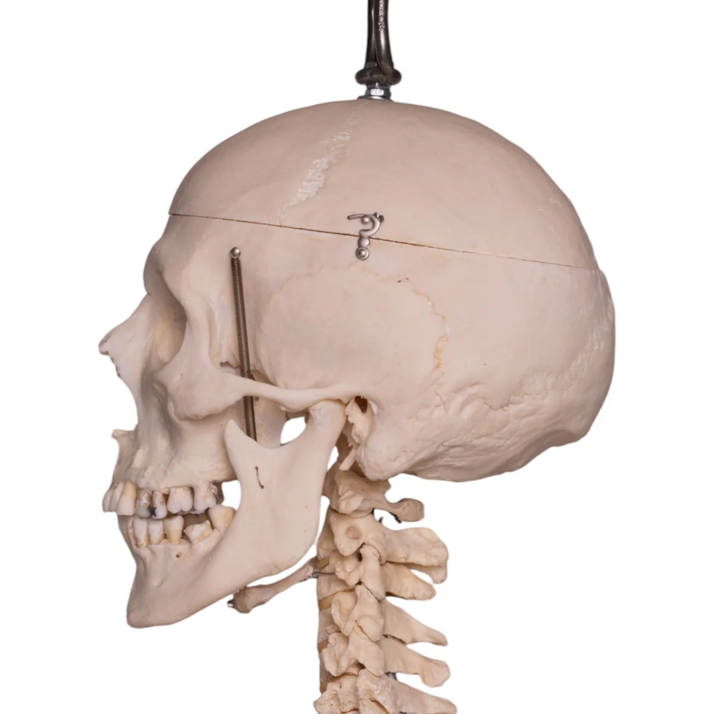 human skull for sale