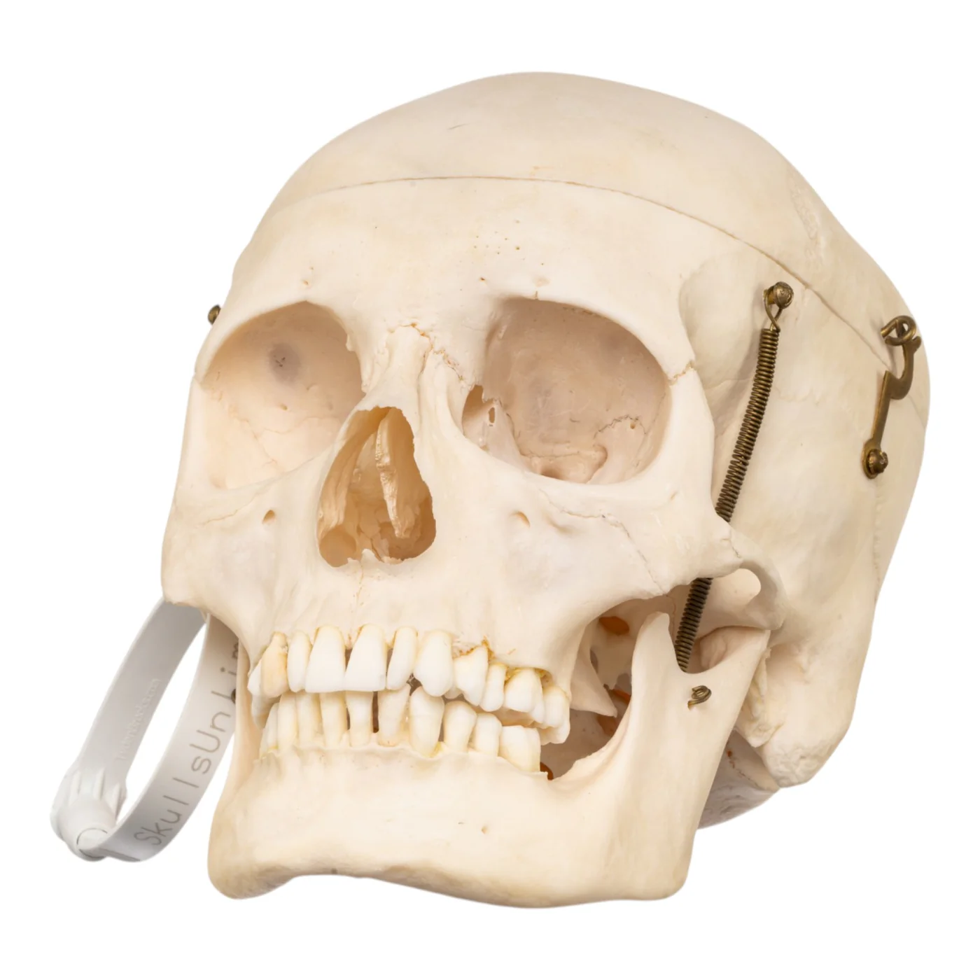 human skulls for sale