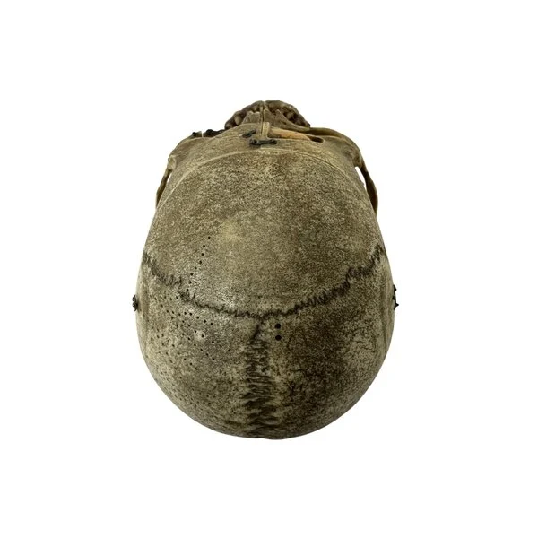 buy real human skull