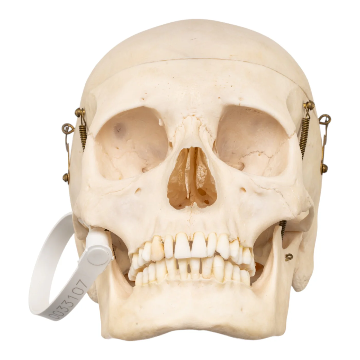 human skulls for sale