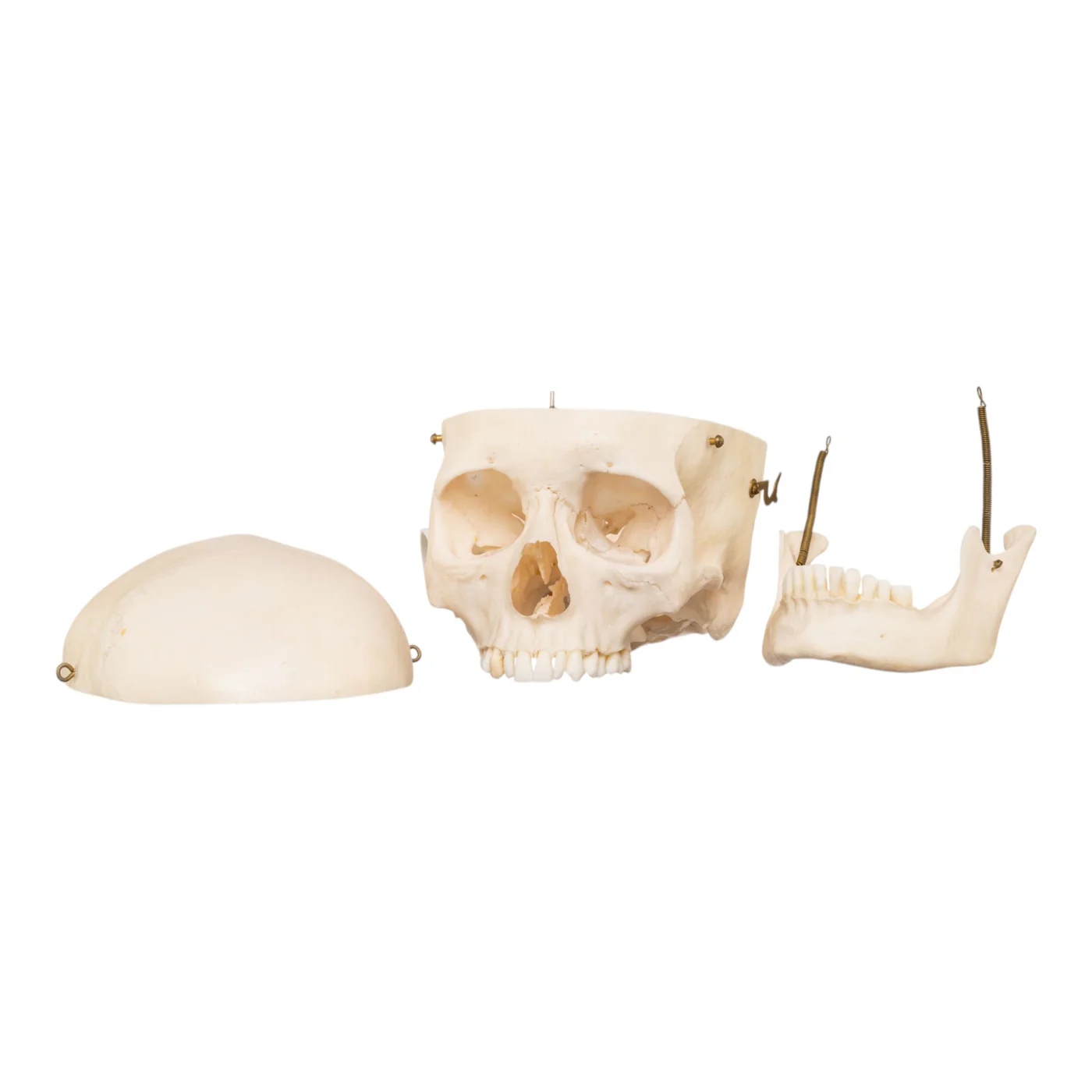 human skulls for sale