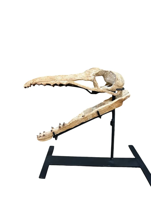 real dinosaur skull for sale