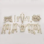 Horse skeleton for sale