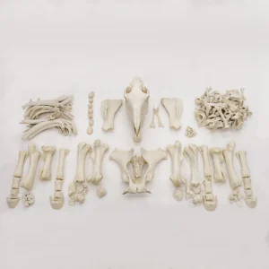 Horse skeleton for sale