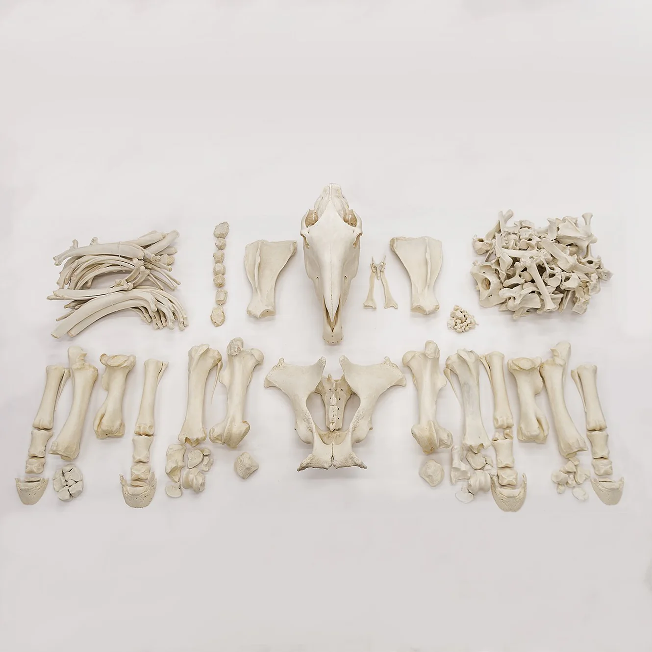 Horse skeleton for sale