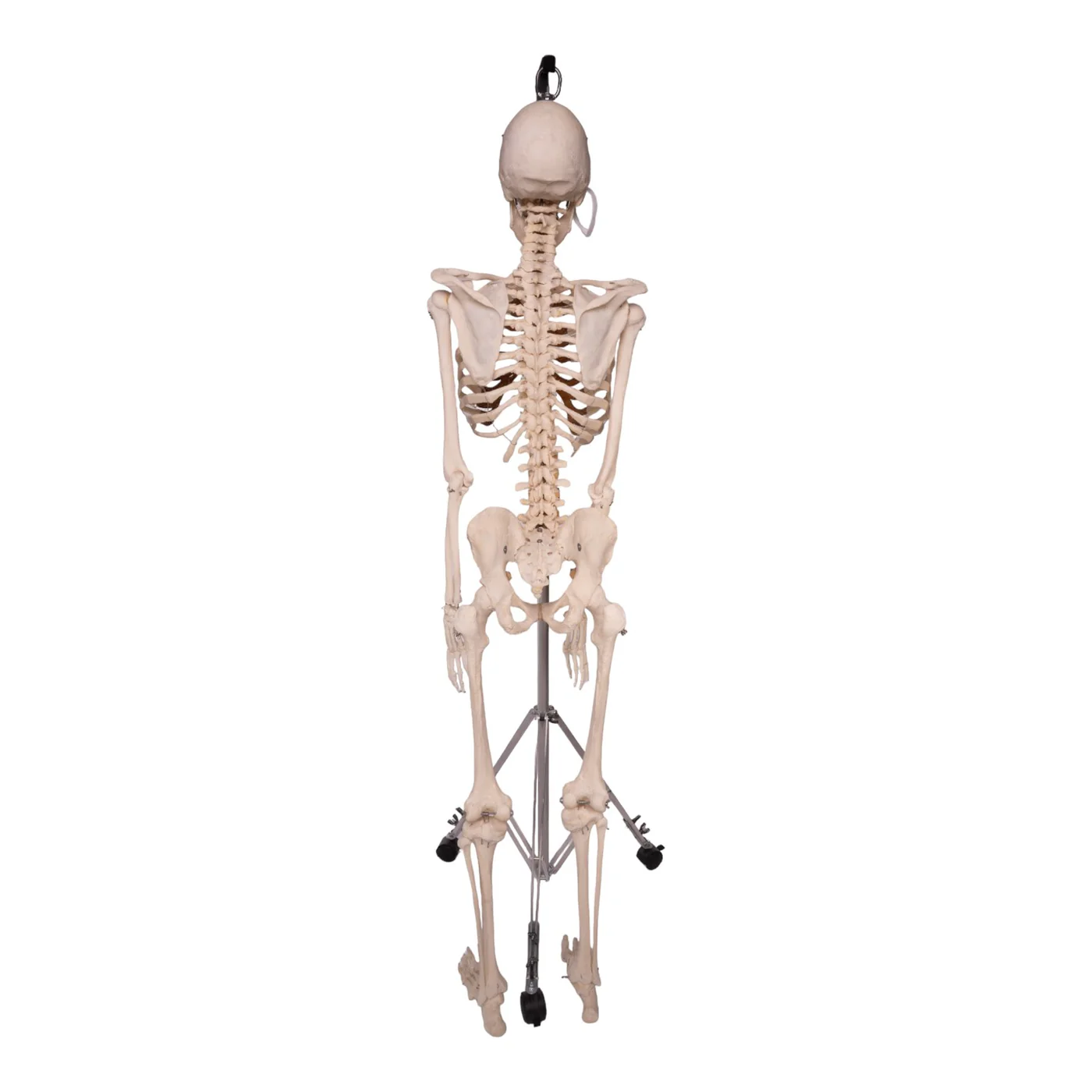 real human bones for sale