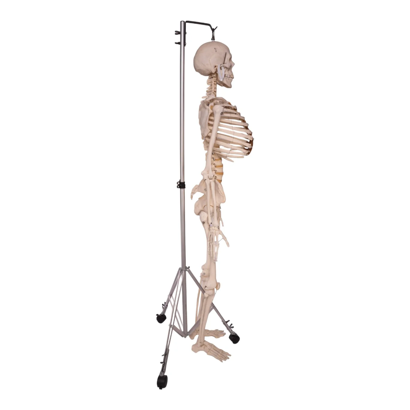 real human bones for sale