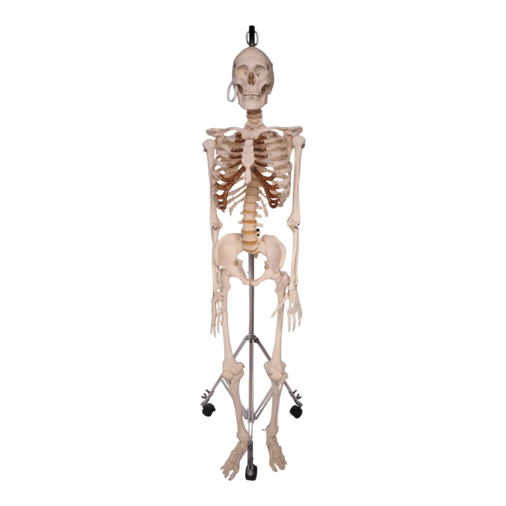 real human bones for sale